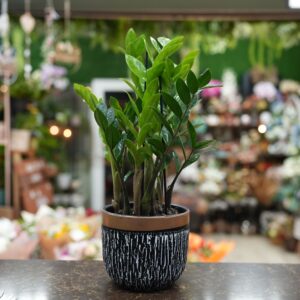 זמיה קוקוס בכלי קרמיקה מעוצב