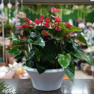 אנטוריום בענק